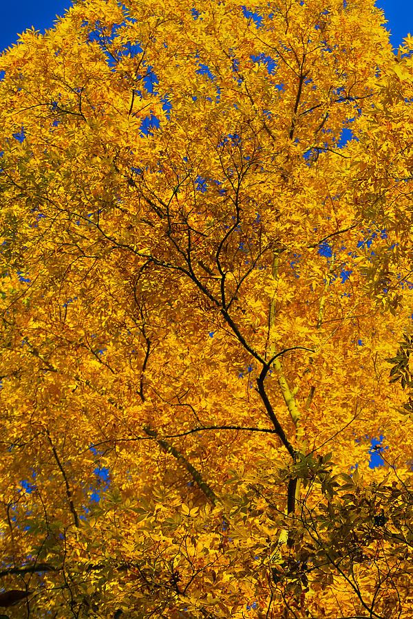 Golden Tree Photograph by Mitch Cat - Fine Art America