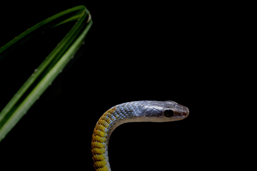 Snake Photograph - Golden Tree Snake by Douglas Barnard
