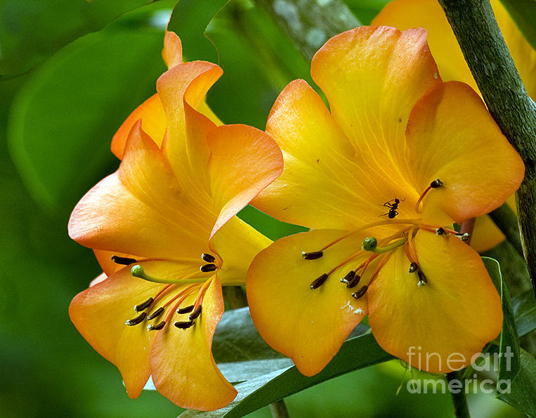 Ant Photograph - Golden Tropical Flowers by Darleen Stry