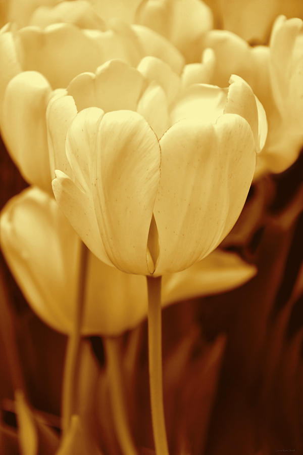 Golden Tulip Flowers in the Garden Photograph by Jennie Marie Schell