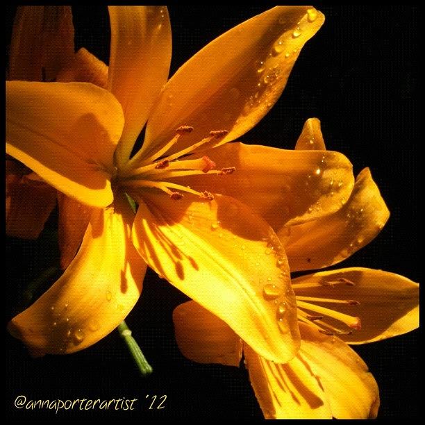 Lily Photograph - Golden Lilies at Twilight by Anna Porter