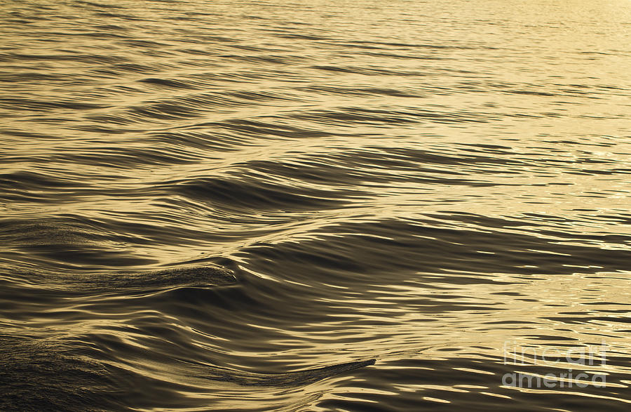Golden Wave. Photograph by Clare Bambers