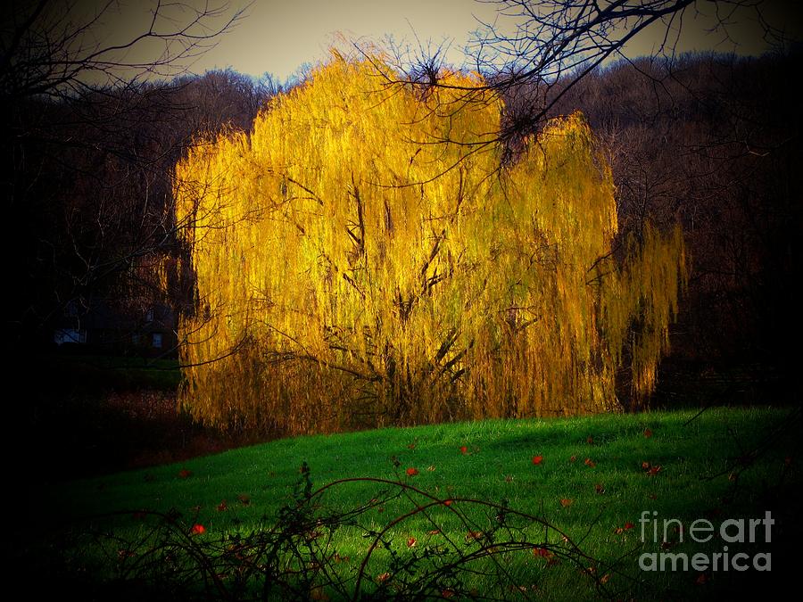Golden Willow Photograph by Joyce Kimble Smith