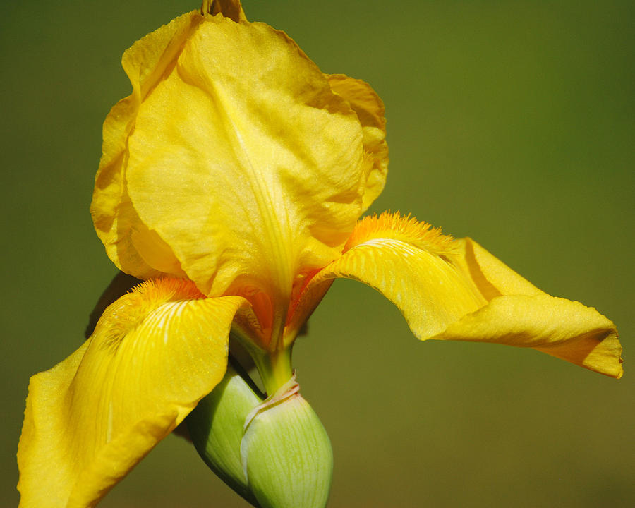 Golden Yellow Iris Photograph by Jai Johnson