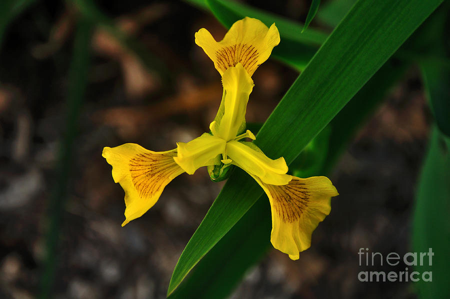 Golden Yellow Iris Photograph by Kaye Menner