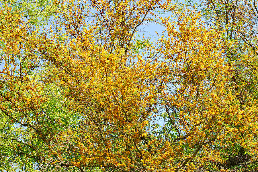 Goldenball Leadtree in Springtime Photograph by Connie Fox