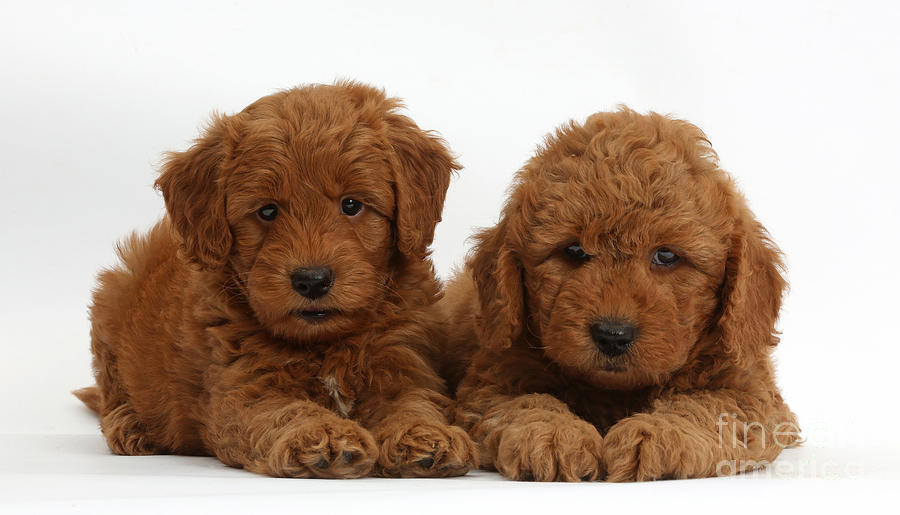 Animal Photograph - Goldendoodle Puppies by Mark Taylor