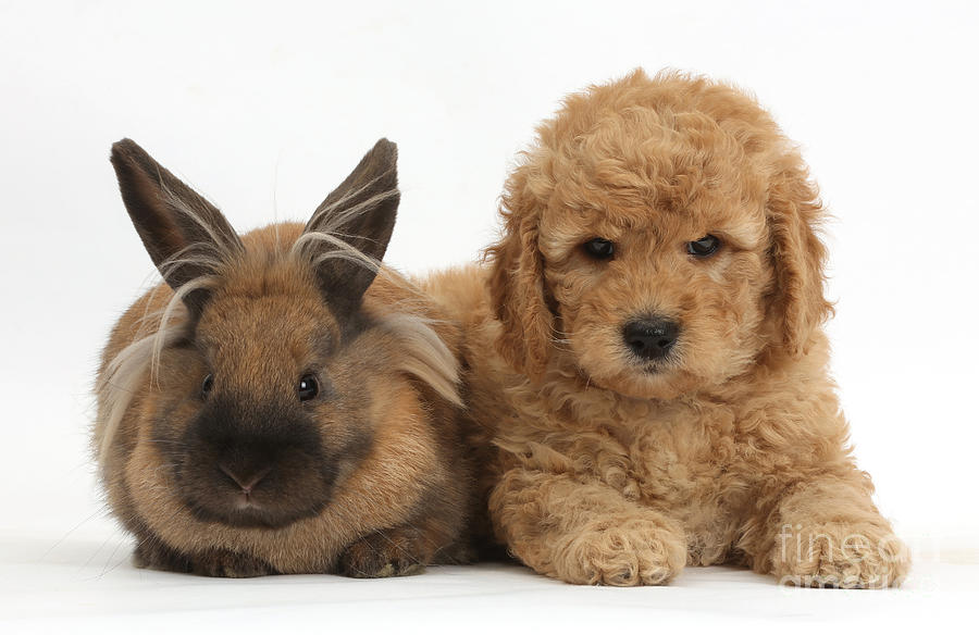 Goldendoodle Puppy And Rabbit Photograph by Mark Taylor