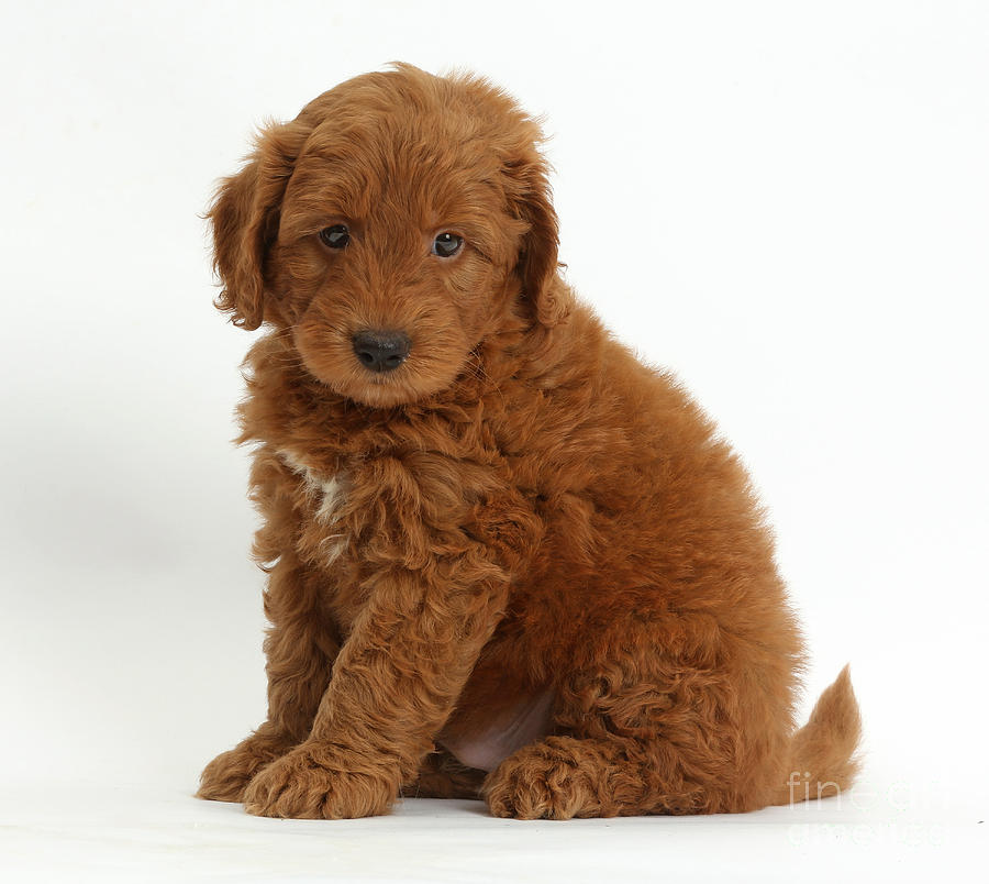 Goldendoodle Puppy Photograph by Mark Taylor