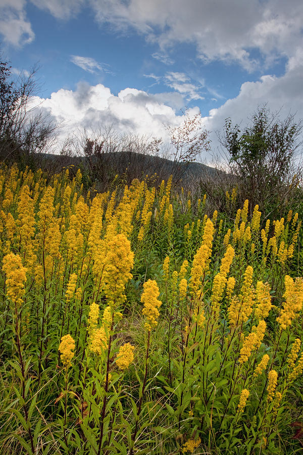 Blue Ridge Parkway Photograph - Goldenrod on the Parkway by Rob Travis