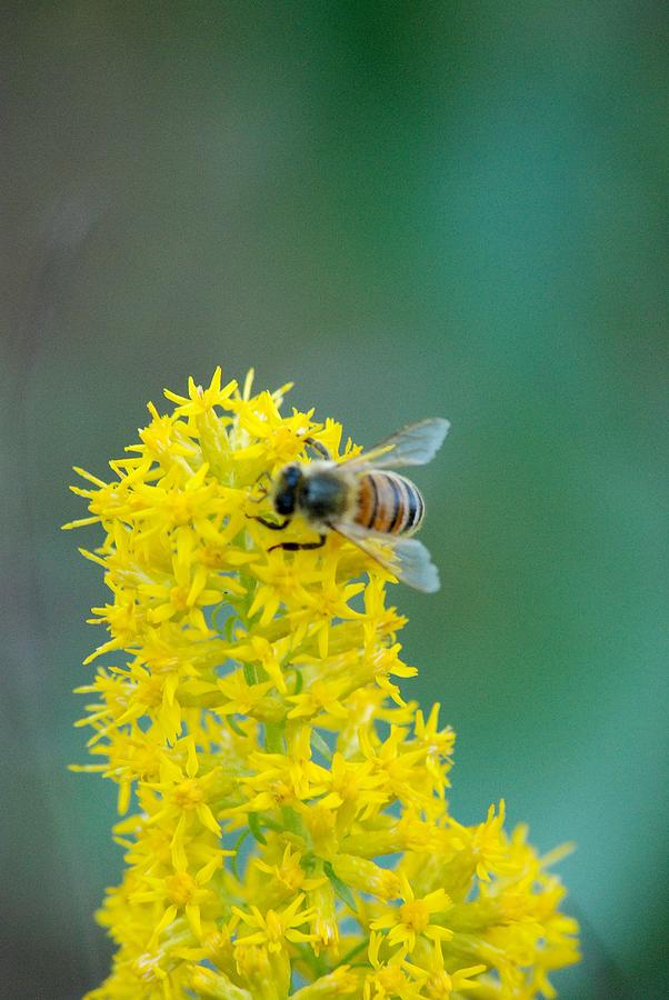 Goldenrod Visitor 3 Photograph by Michael Peychich - Fine Art America