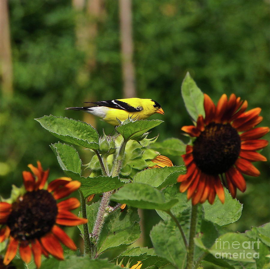 Goldfinch And Sunflowers Photograph by Byron Varvarigos