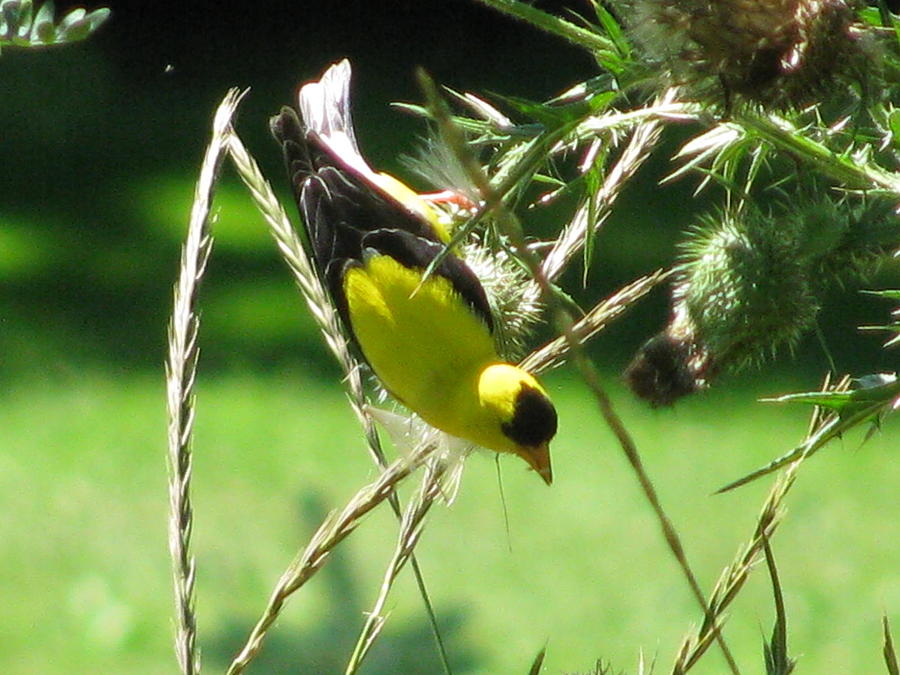 Goldfinch And The Thistle Photograph By Corinna Garza - Fine Art America