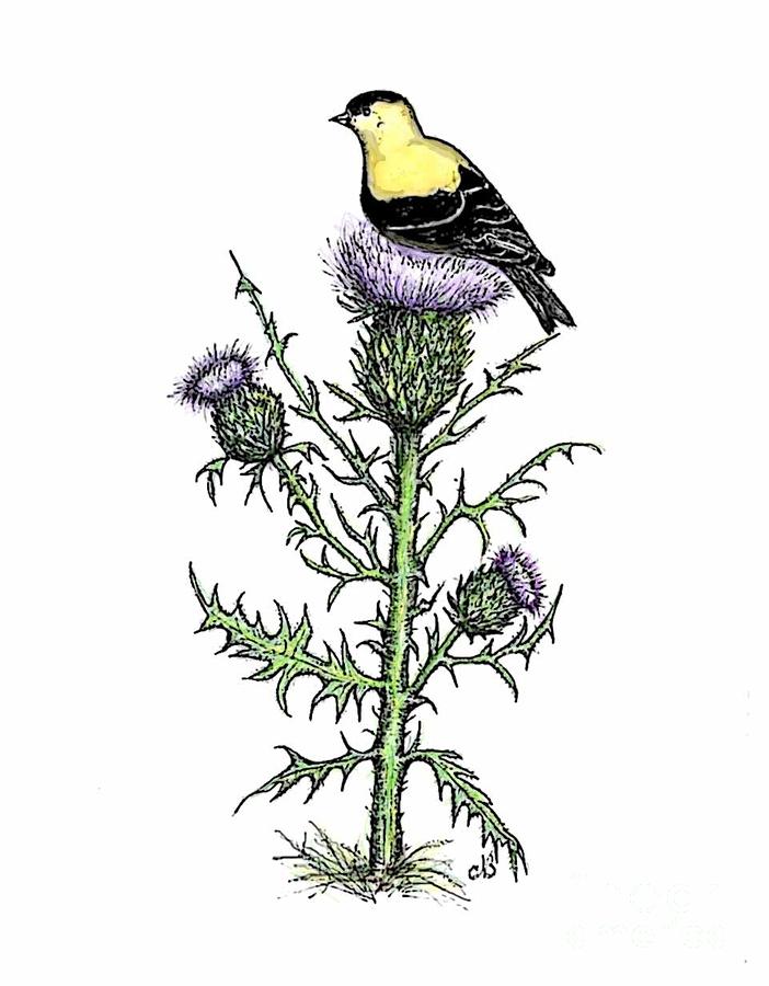 Bird Painting - Goldfinch and Thistle by Norma Boeckler