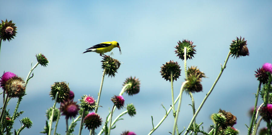 Goldfinch eating flowerseeds Photograph by Emanuel Tanjala