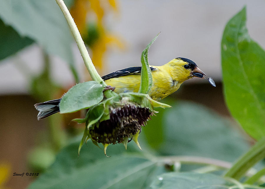 Goldfinch Eating Seeds Photograph by Stephen Johnson