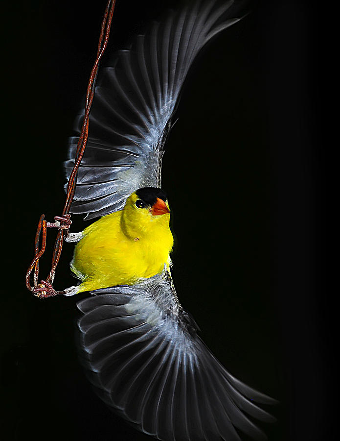 Goldfinch high wire act Photograph by Randall Branham
