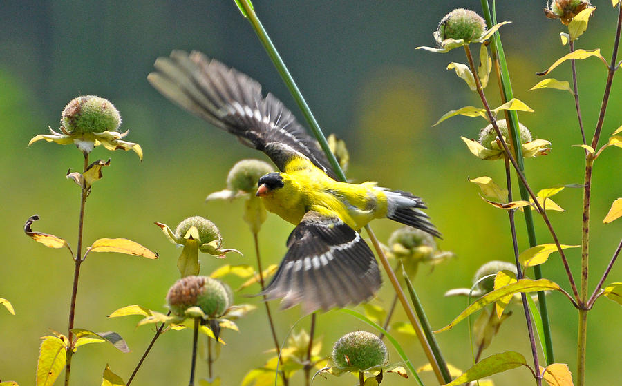 Nature Photograph - Goldfinch in flight by Mary Anne Williams