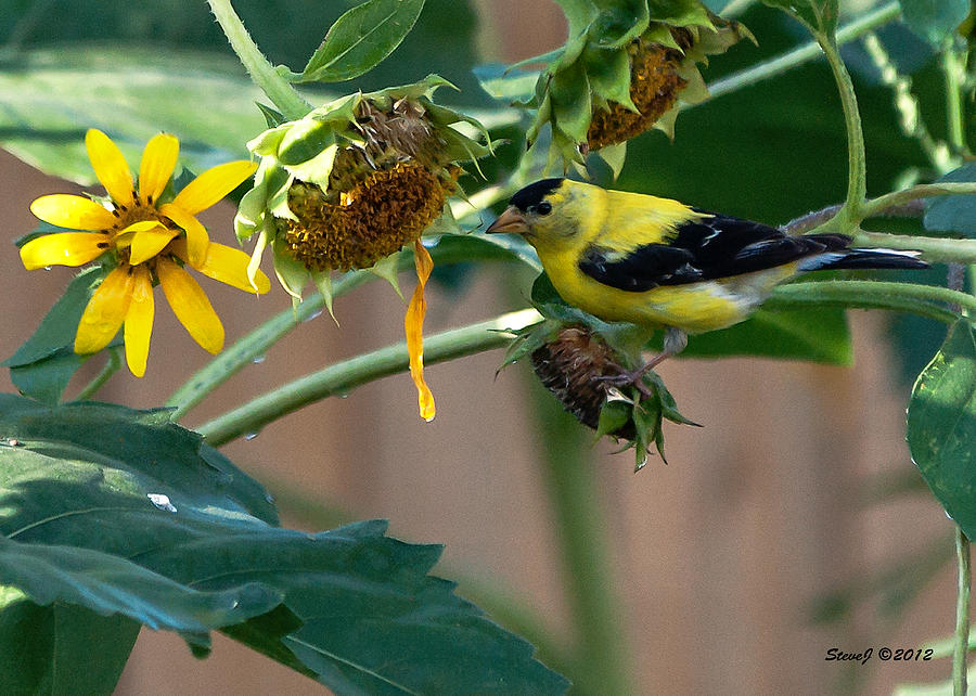 Goldfinch in the Sunflowers Photograph by Stephen Johnson