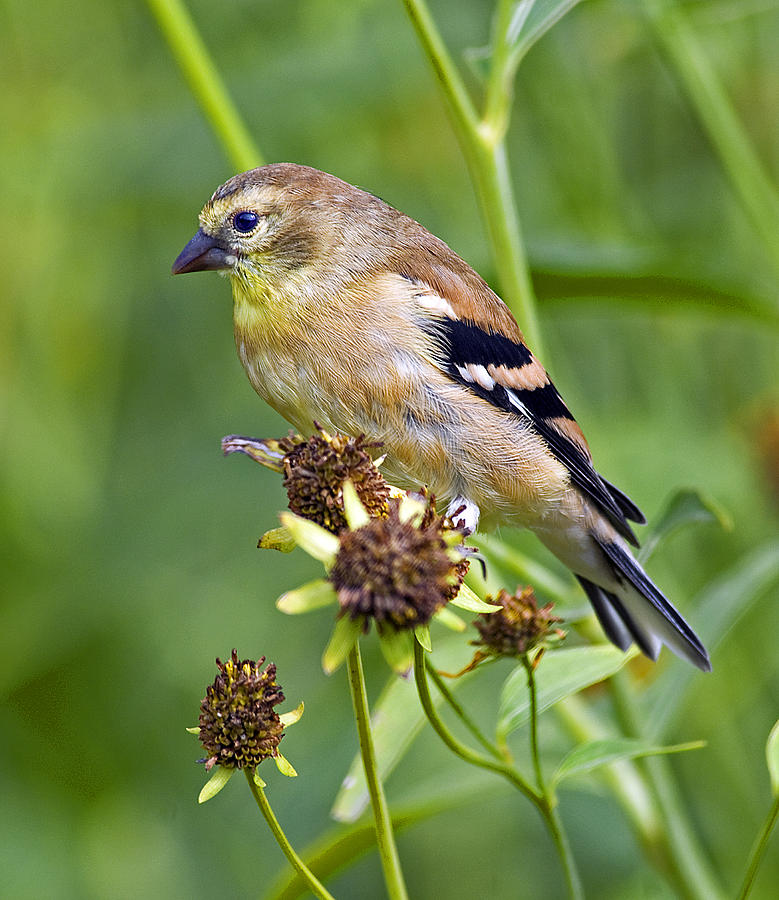 Goldfinch Juvenile Photograph by Dick Jones - Fine Art America