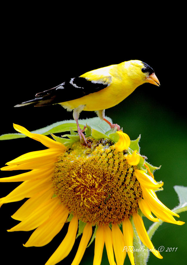 Goldfinch on Sunflower Photograph by PJQandFriends Photography