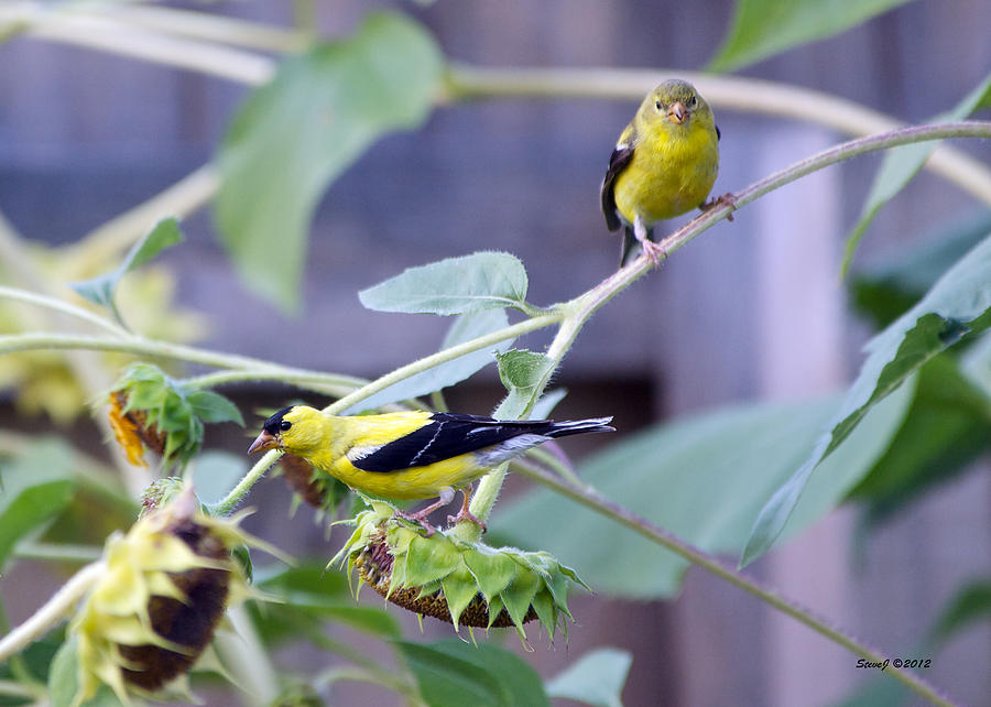 Goldfinch Pair Photograph by Stephen Johnson