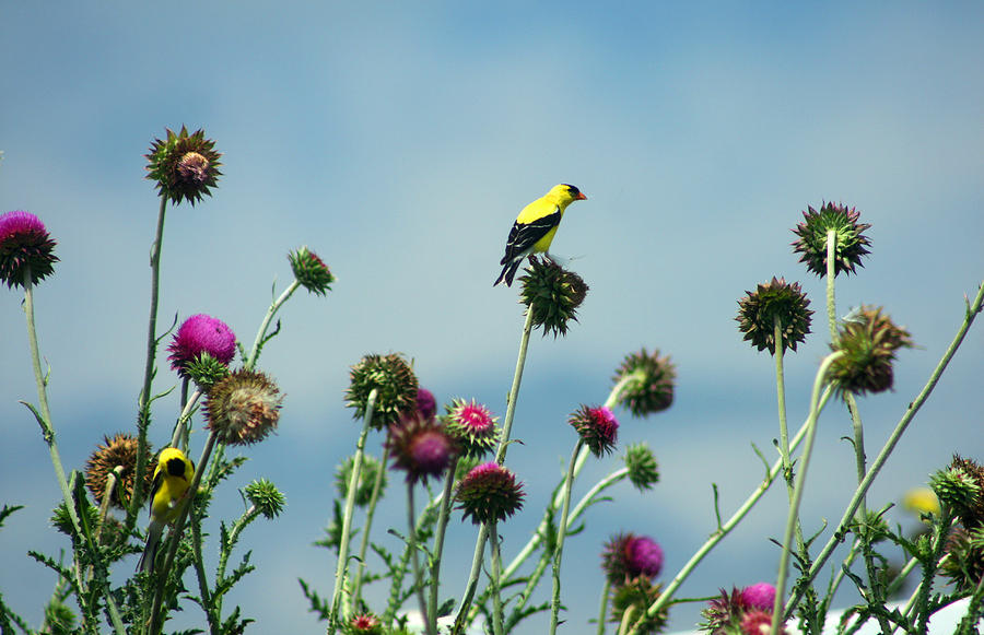 Goldfinches on thistles Photograph by Emanuel Tanjala