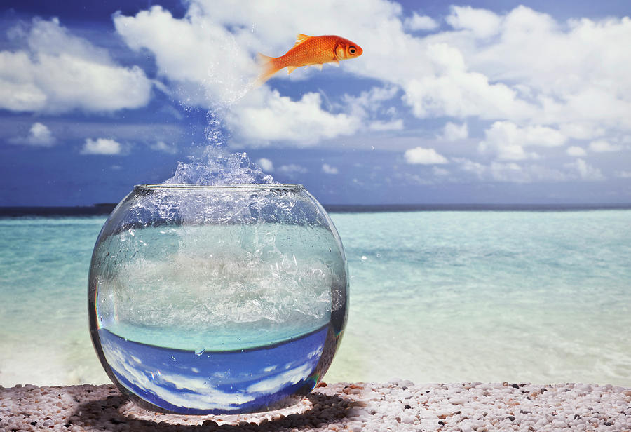 Goldfish Diving Into Ocean Photograph By Buena Vista Images