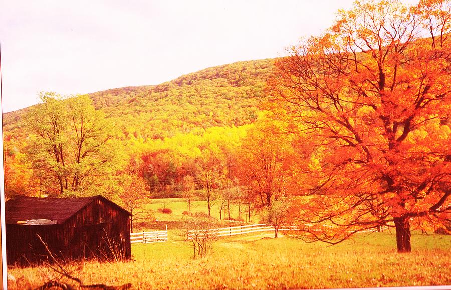 Fall Photograph - Golds and Oranges Virginia Scene by Anne-Elizabeth Whiteway