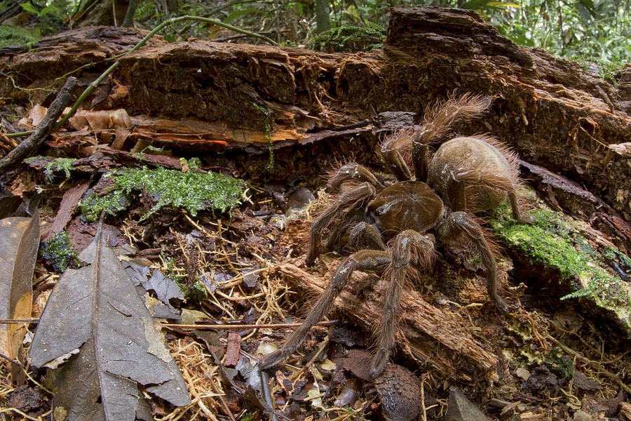 Goliath Birdeating Spider Surinam Photograph by Piotr Naskrecki
