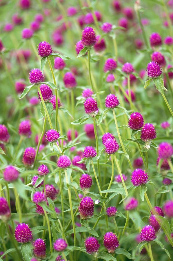 Gomphrena Globosa Photograph by Maria Mosolova - Pixels