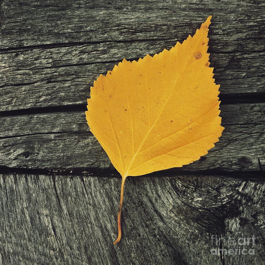 Fall Photograph - Gone For Good by Priska Wettstein