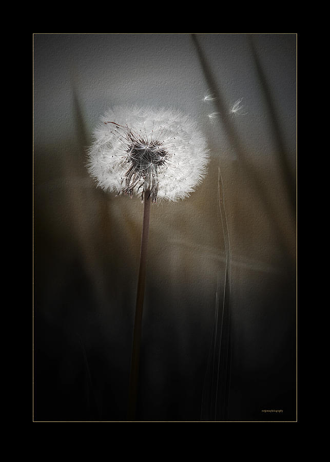 Nature Photograph - Gone To Seed by Ron Jones