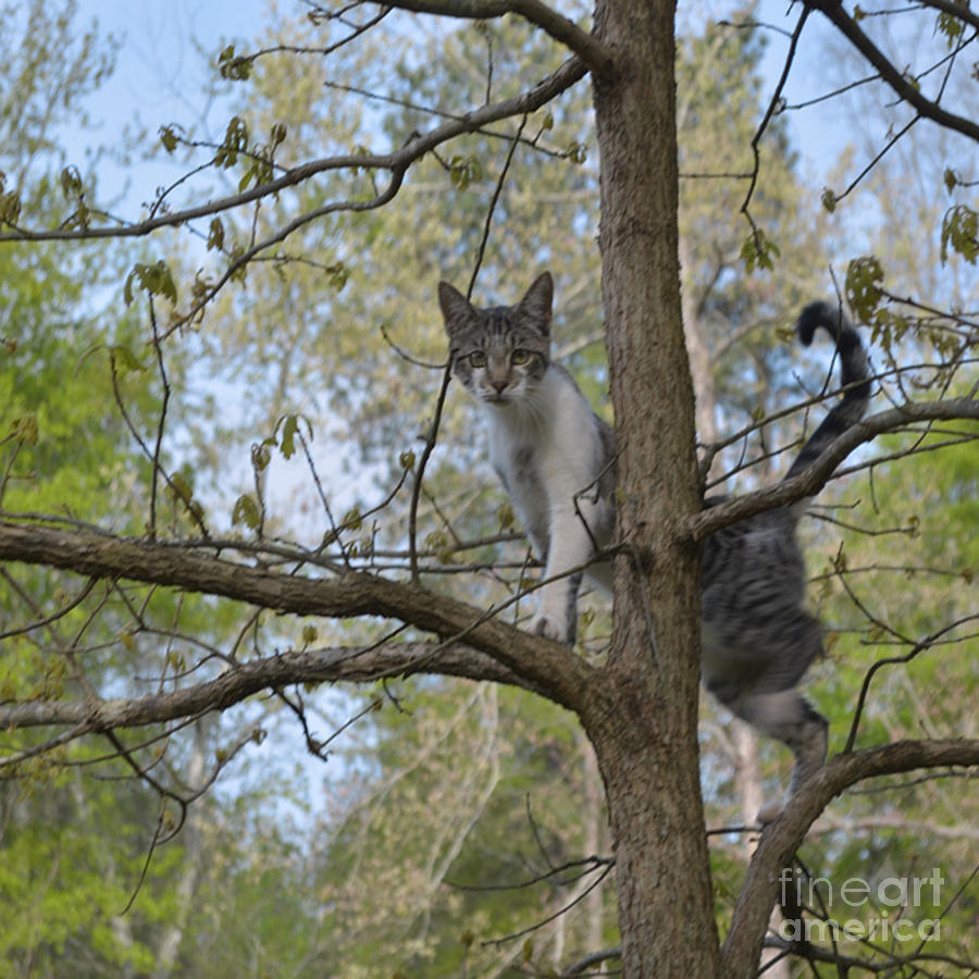 Goober The Tree Climbing  Photograph by Donna Brown