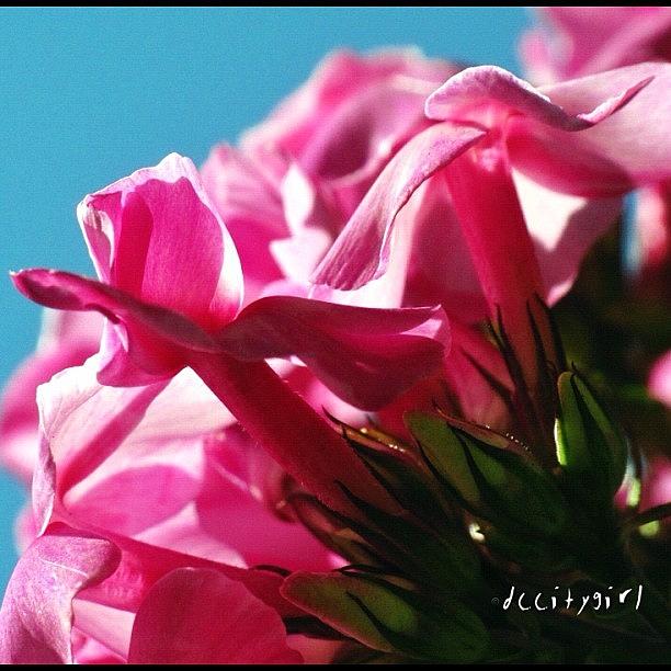 Flowers Still Life Photograph - Good Happy Friday To You All! T-g-i-f! by Dccitygirl WDC