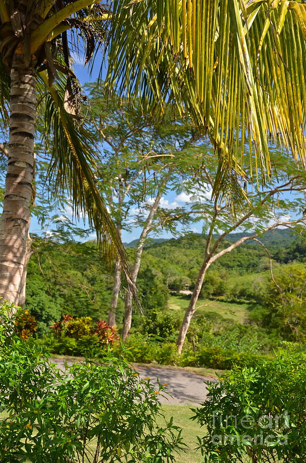 Nature Photograph - Good Hope Estate Jamaica by Carol  Bradley