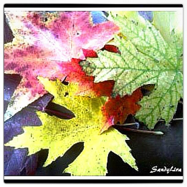 Nature Photograph - Good Morning Autumn..... The #beauty#of by Sandra Lira