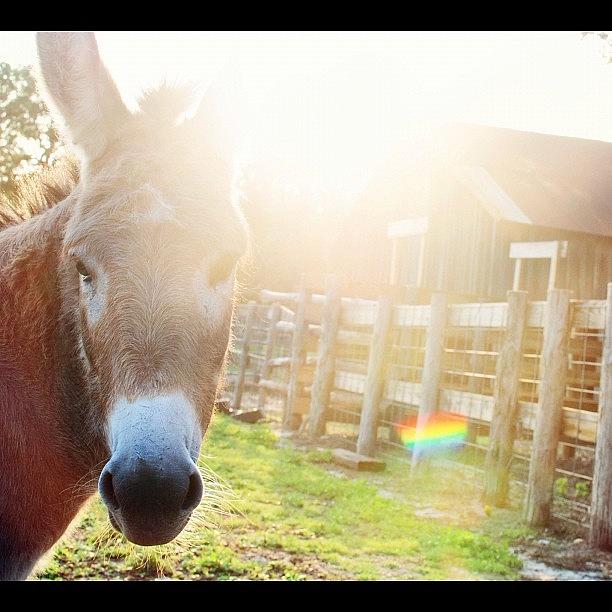 Donkey Photograph - Good Morning Bella! #texas #ranch by Victoria Haas