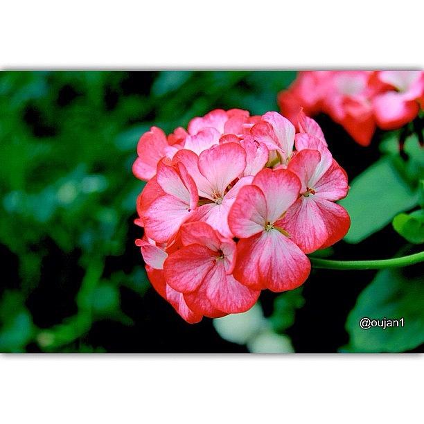 Rose Photograph - Good Morning Dear Igers, Red And White by Ahmed Oujan