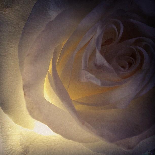 Nature Photograph - Good Morning Rose by Angela Josephine