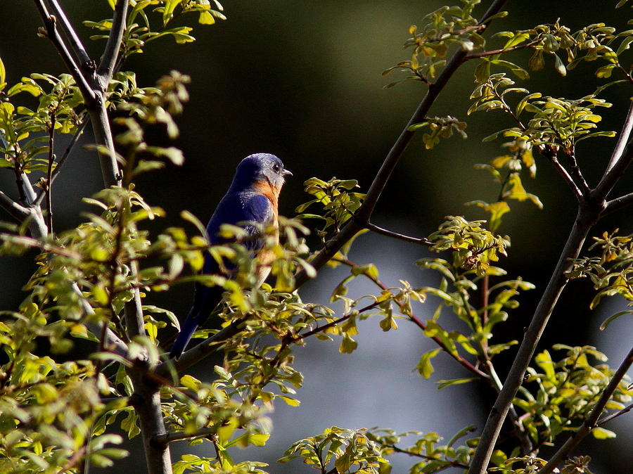 Eastern Bluebird Photograph - Good Morning Sunshine - Eastern Bluebird by Travis Truelove