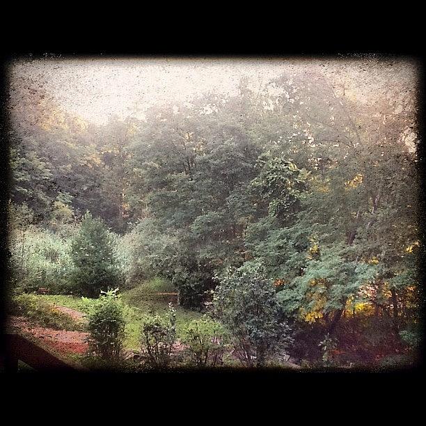 Good Morning:) Woods Backyard Photograph by Kln Sink