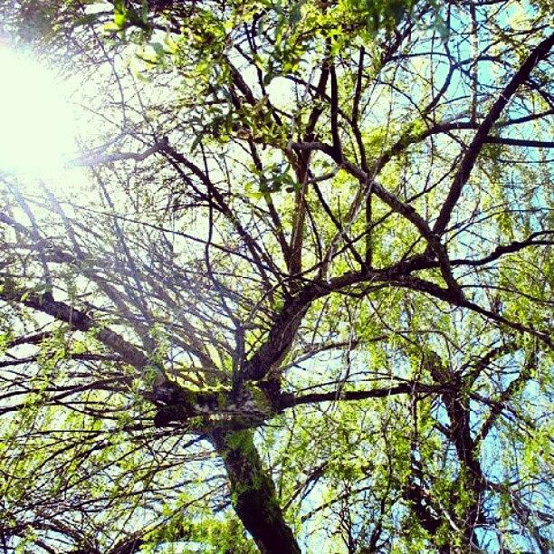 Summer Photograph - Good Morning Yall! :) #tree #prerty by Elisa B