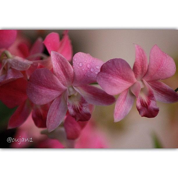 Rose Photograph - Good Morning/afternoon Igers, Orchids by Ahmed Oujan