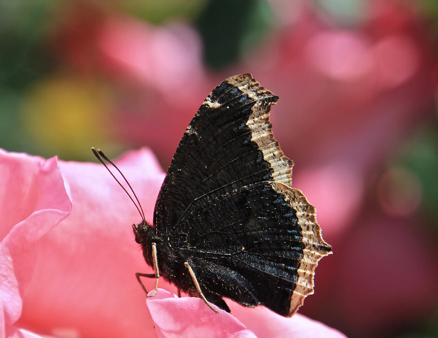 Good Mourning Cloak Photograph by Heidi Smith