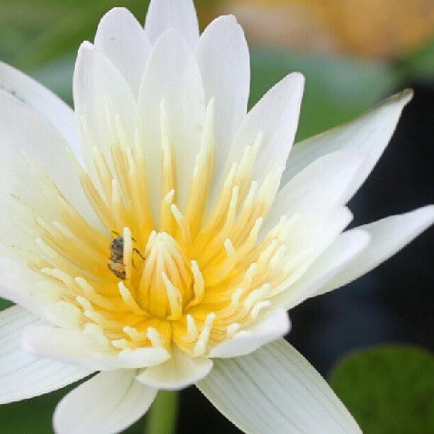 Good Night Lotus Bee Flower Nature Photograph By Tsuyu Su