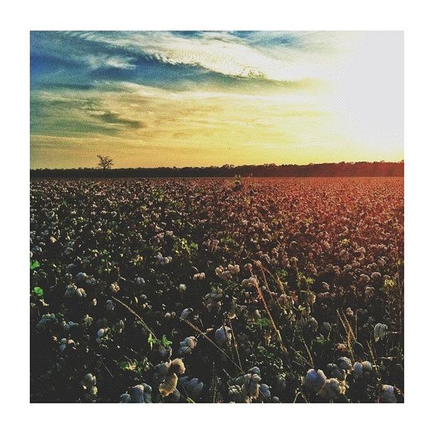 Good Ol Cotton Fields Photograph by Taylor Flynn