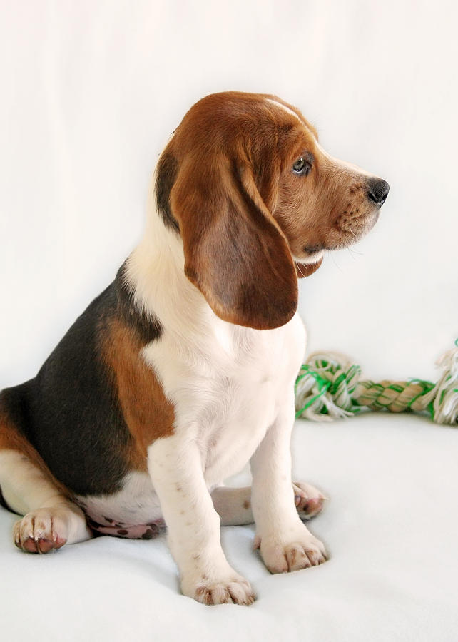 Beagle Photograph - Good ol Snoopy by Alexandra Till