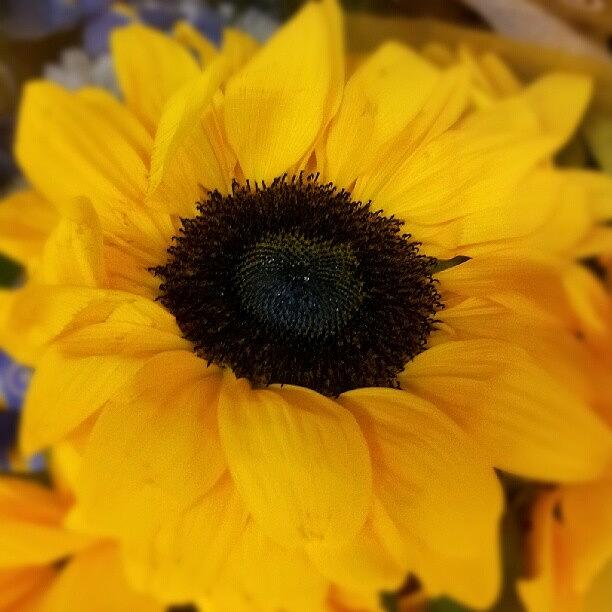 Sunflower Photograph - #goodmorning #instagramers #flower by Travis Albert