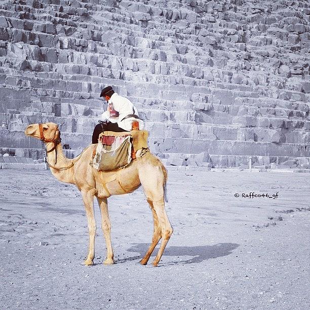 Camel Photograph - Goodmorning Peeps!!! A Little 🐫 by Raffaele Salera